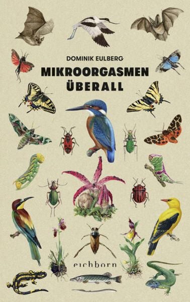 Mikroorgasmen