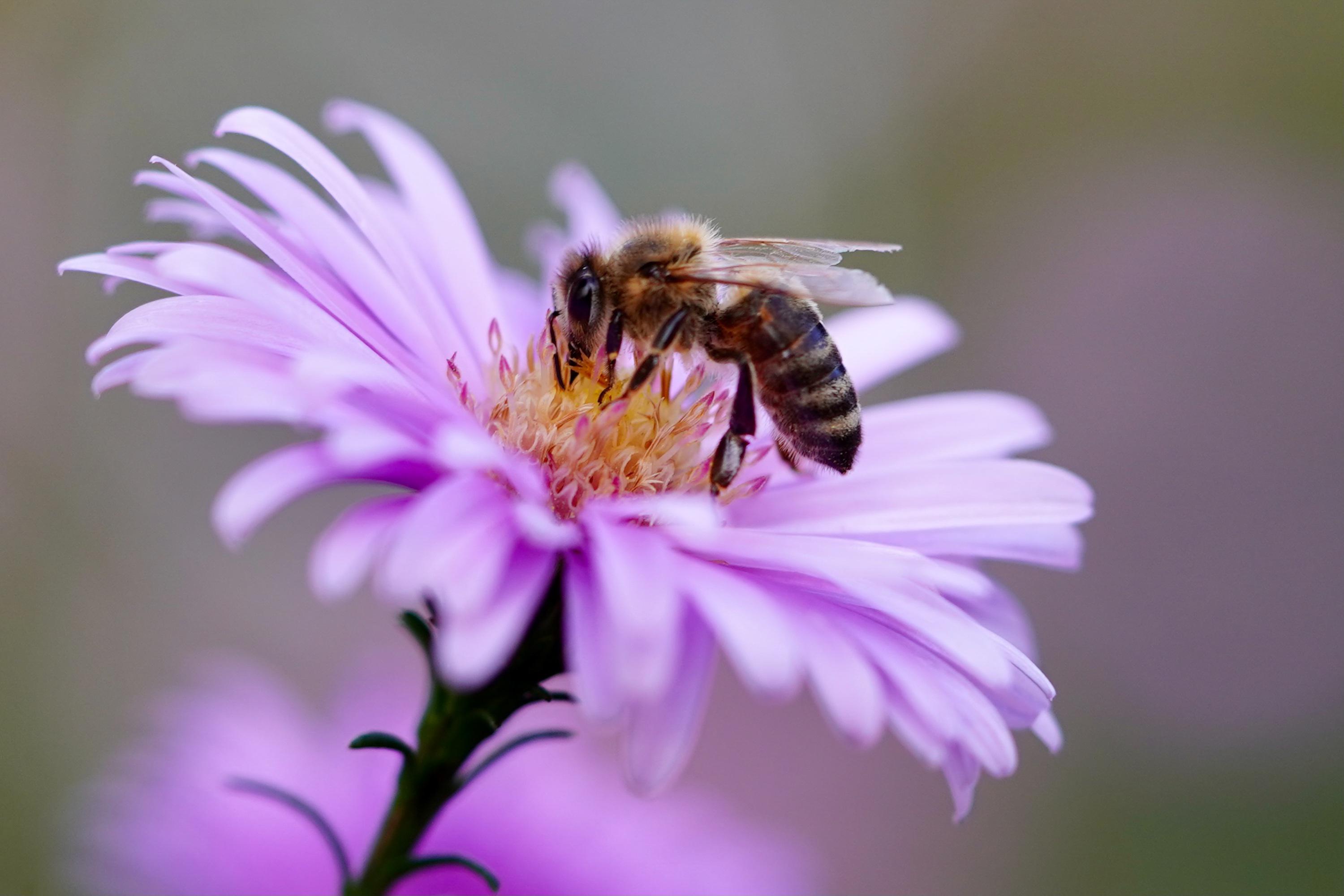 Eine Honigbiene sammelt Nektar