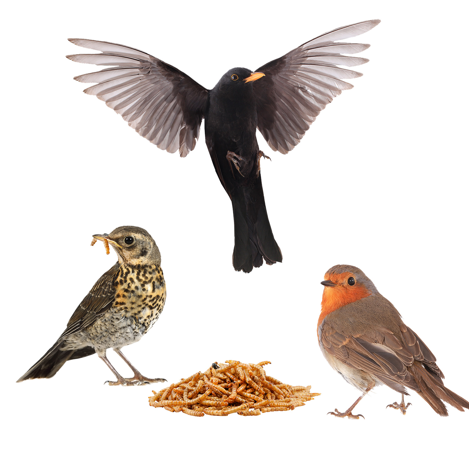 Drei Vögel essen Mehlwürmer