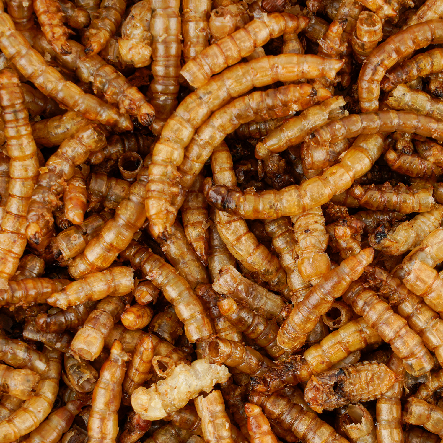 Wintercorn Mehlwürmer