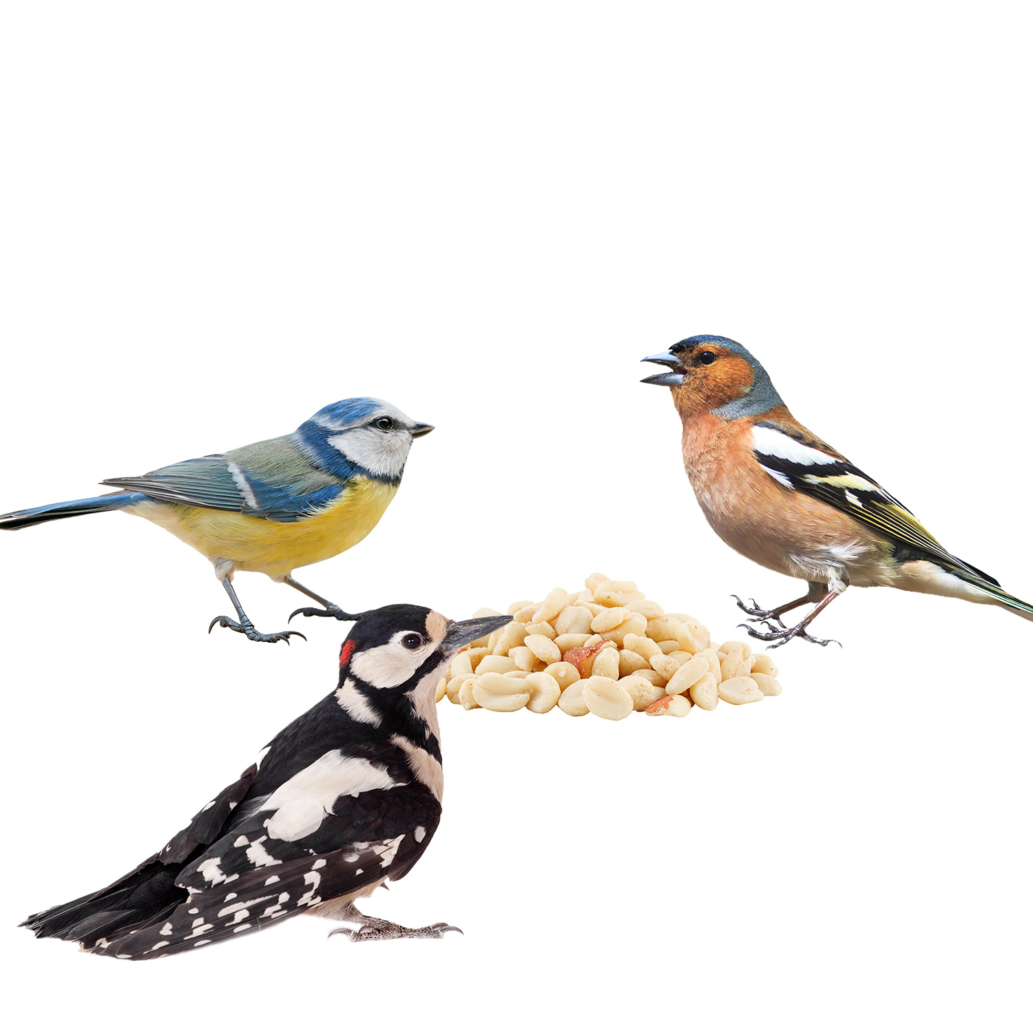 Drei Vögel fressen Erdnüsse