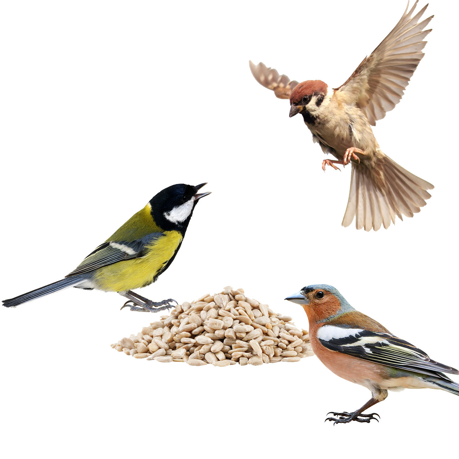Drei Vögel und Sonnenblumenkerne geschält